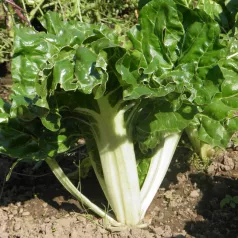 Snijbiet groen met witte bladstelen Snijbiet groen met witte bladstelen