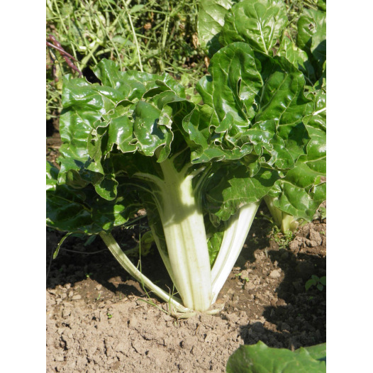 Côte de bette verte à cardes blanches