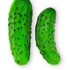 Cornichon Vert fin de Meaux Cornichon Vert fin de Meaux