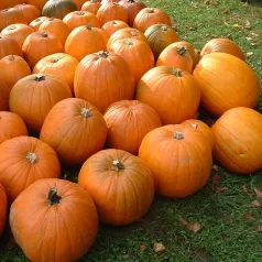 Courge Jack O'Lanterne Courge Jack O'Lanterne