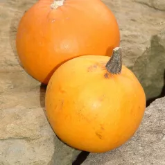 Pompoen Pomme d'Or Pompoen Pomme d'Or