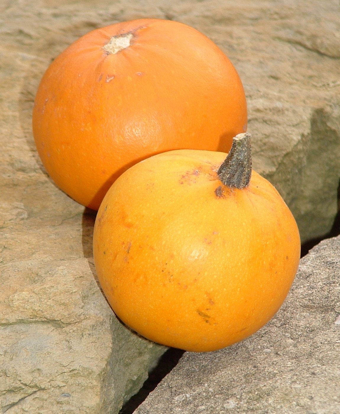 Courge Pomme d'Or