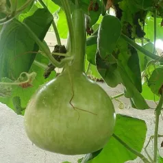 Gourde ou Courge Pèlerine en mélange Gourde ou Courge Pèlerine en mélange