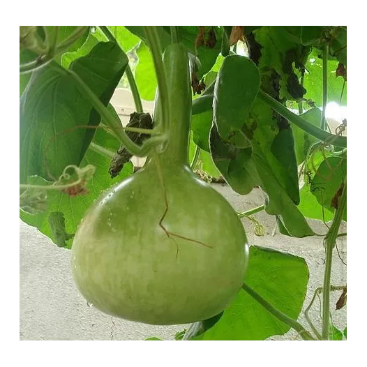 Pelgrimspompoen gemengd