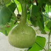 Pelgrimspompoen gemengd