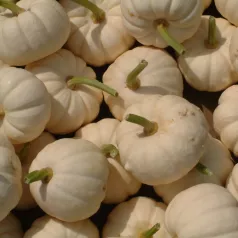Courge Baby Boo Courge Baby Boo
