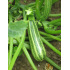 Courgette Verte d'Italie