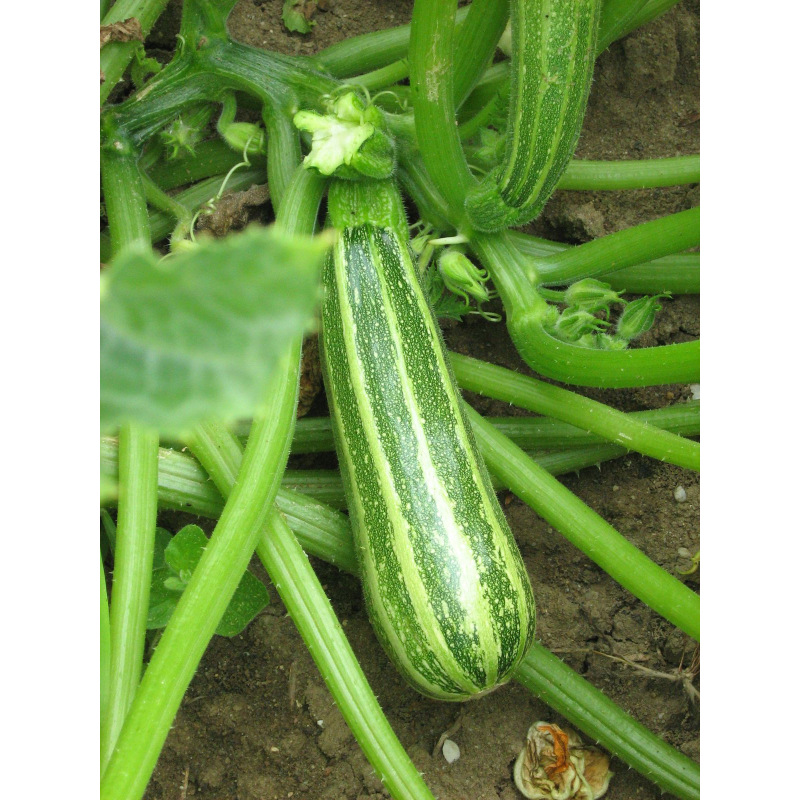 Graines Bio De Courgette Verte D Italie Graines Bio De Courgette Verte D Italie