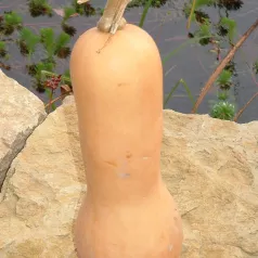 Courge musquée Butternut Courge musquée Butternut