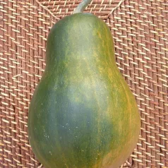 Courge musquée Sucrine du Berry Courge musquée Sucrine du Berry