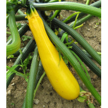 Courgette jaune Gold Rush