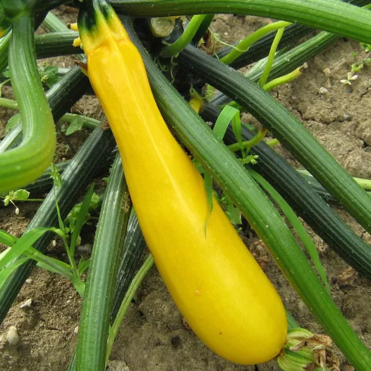 Courgette jaune Gold Rush bio - Semailles
