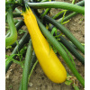 Courgette jaune