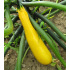 Courgette jaune