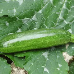 Courgette Mutabile Courgette Mutabile