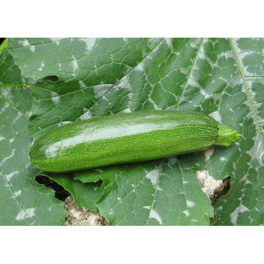 Courgette Mutabile