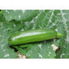 Courgette Mutabile