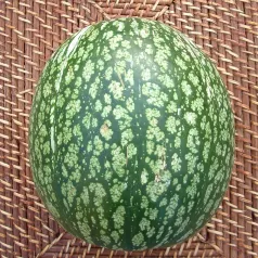 Courge de Siam Courge de Siam