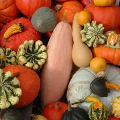 Courges en mélange Courges en mélange