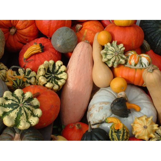 Courges en mélange