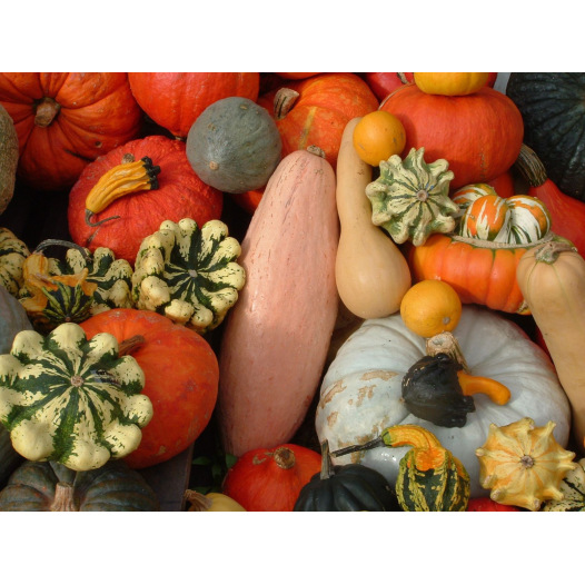 Courges en mélange