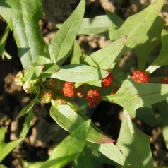 Aardbeispinazie Aardbeispinazie