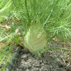 Venkel zacht zomervroegse Venkel zacht zomervroegse