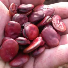 Tuinboon Red Epicure Tuinboon Red Epicure