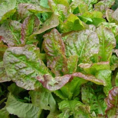 Laitue à couper - Frisée d'Amérique - Semailles Laitue à couper - Frisée d'Amérique - Semailles