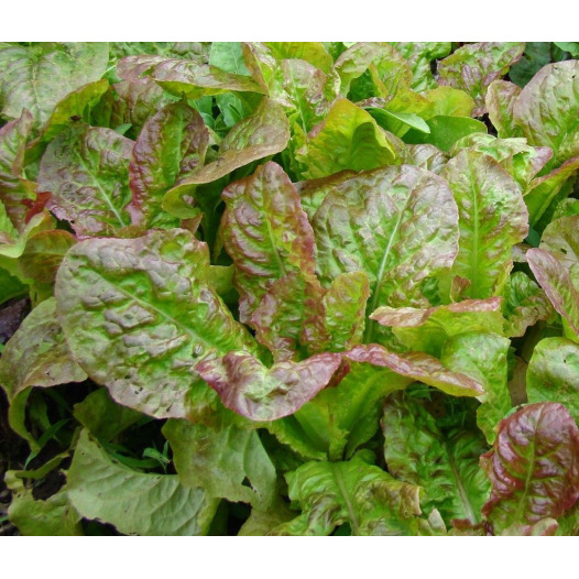 Laitue à couper Frisée d'Amérique