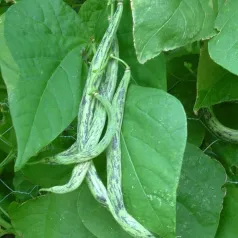 Haricot à rames mangetout Vigneronne Haricot à rames mangetout Vigneronne