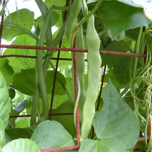 Haricot à rames mangetout Helda type Sabre