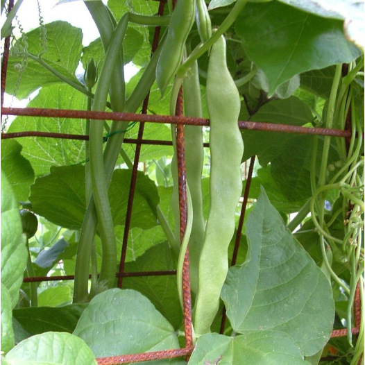 Haricot à rames mangetout Sabre