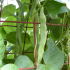 Haricot à rames mangetout Sabre