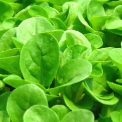 Veldsla Groen met volle Hart Veldsla Groen met volle Hart