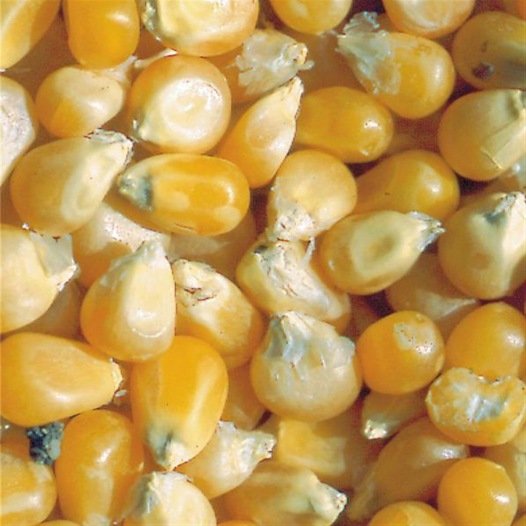 Maïs à grains Pop Corn Tom Pouce