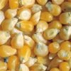 Maïs à grains Pop Corn 'Cinema'