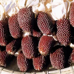 Maïs Pop Corn Fraise Maïs Pop Corn Fraise