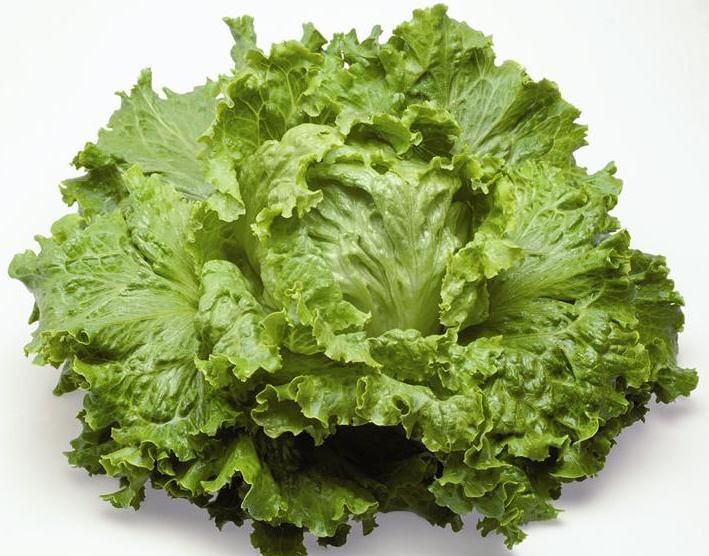 Laitue batavia Dorée de Printemps