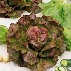 Laitue batavia Rouge Grenobloise Laitue batavia Rouge Grenobloise