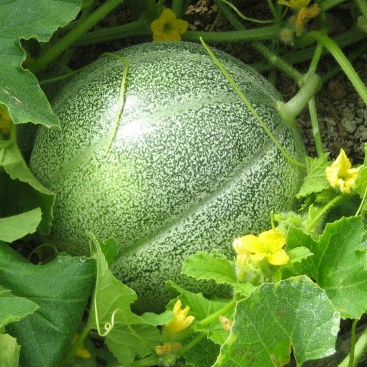 25 graines de melon Bio Petit gris de Rennes  mon jardin Bretagne Permaculture u