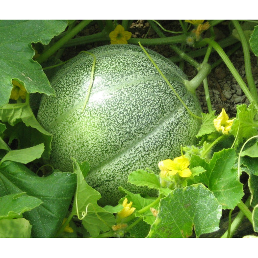 Melon Petit gris de Rennes