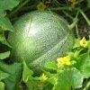 Meloen Petit gris de Rennes
