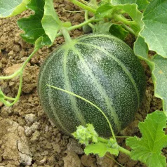 Melon Noir des Carmes Melon Noir des Carmes