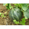 Melon Noir des Carmes