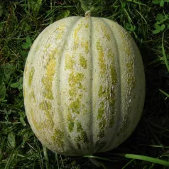 Melon de St Memmie Melon de St Memmie