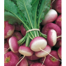 Navet de Milan à forcer à colet rose