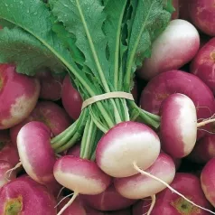 Raap uit Milaan gedwongen roze kokkel Raap uit Milaan gedwongen roze kokkel