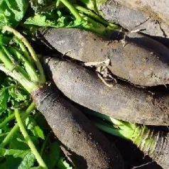 Navet Noir long d'hiver Navet Noir long d'hiver