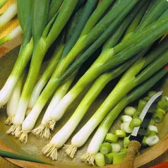Oignon  Ishikura Long White Oignon  Ishikura Long White